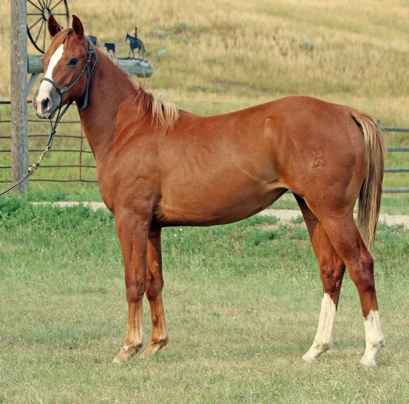 061 - Regal Miss Wonder